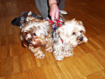hunde